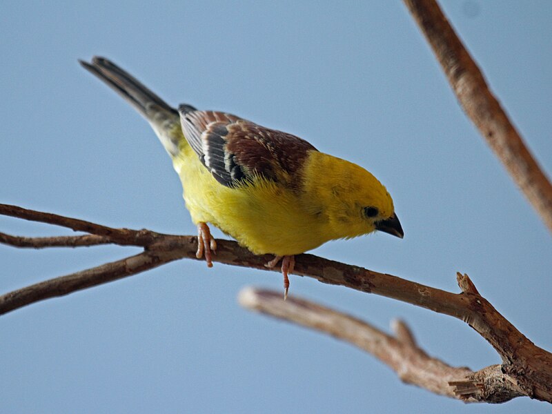 Sudan Golden Sparrow (Passer luteus) photo