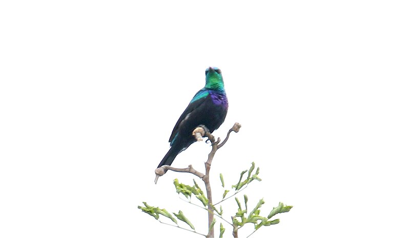 Tsavo Sunbird (Cinnyris tsavoensis) photo
