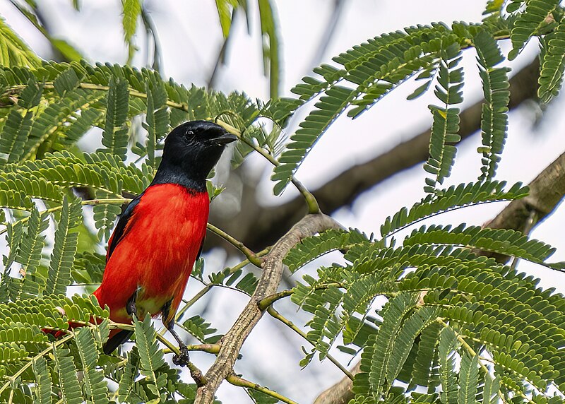 Scarlet Minivet (Pericrocotus speciosus) photo