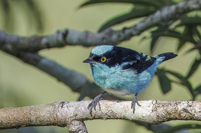 Black-faced Dacnis (Dacnis lineata) photo