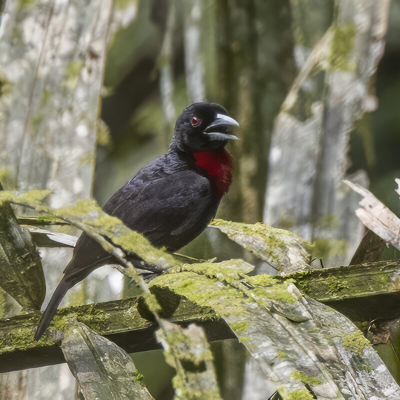 Blue-billed Malimbe (Malimbus nitens) photo