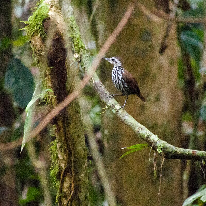 Bornean Wren-Babbler (Ptilocichla leucogrammica) photo