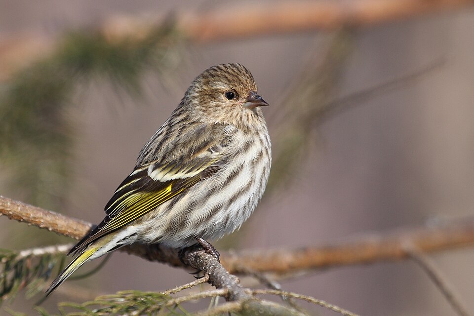 Pine Siskin (Spinus pinus)