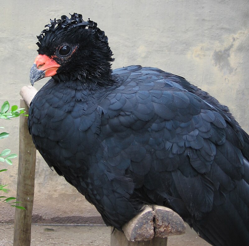 Red-billed Curassow (Crax blumenbachii) photo