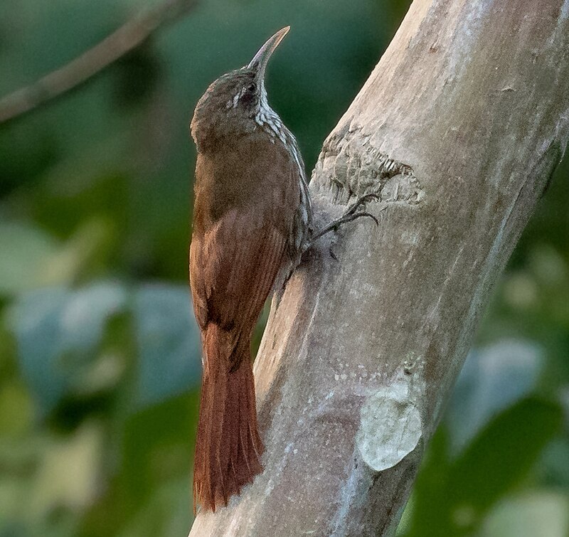 Dusky-capped Woodcreeper (Lepidocolaptes fuscicapillus) photo