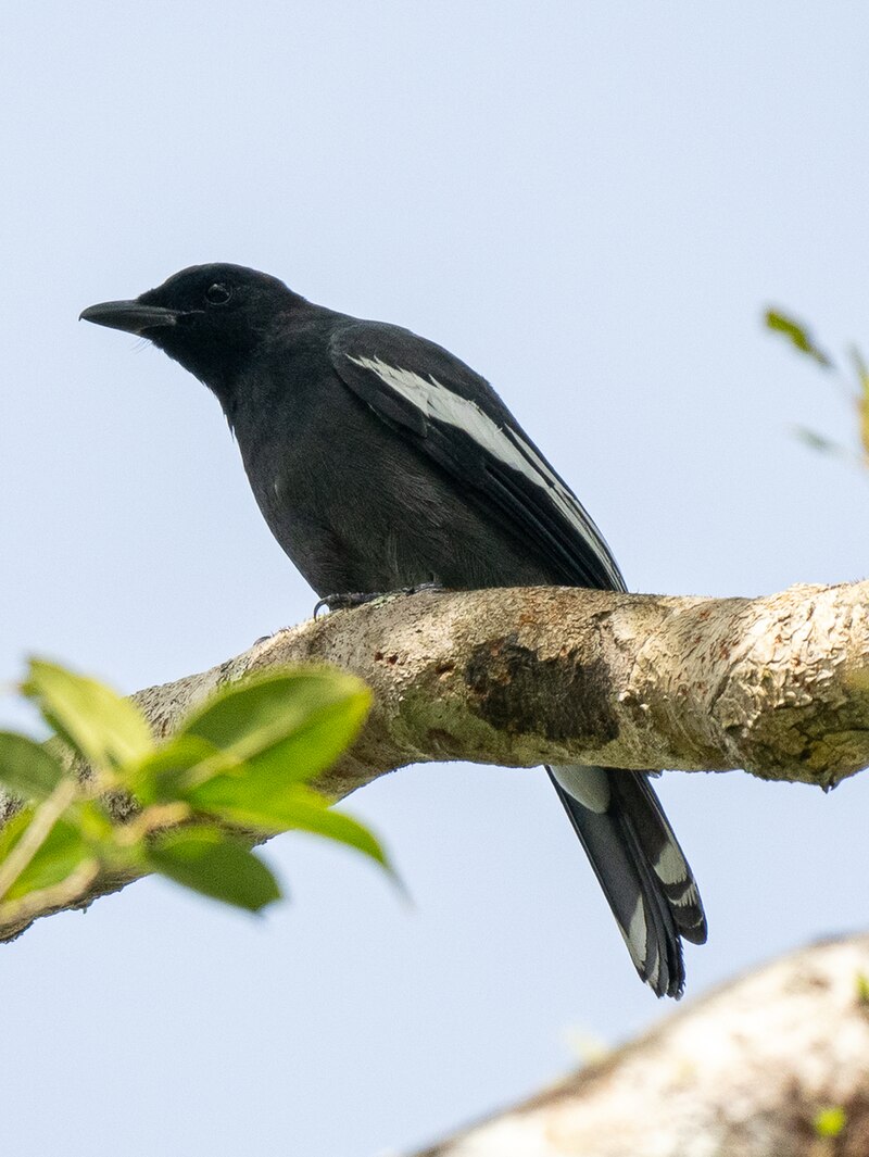 White-winged Cuckooshrike (Edolisoma ostentum) photo