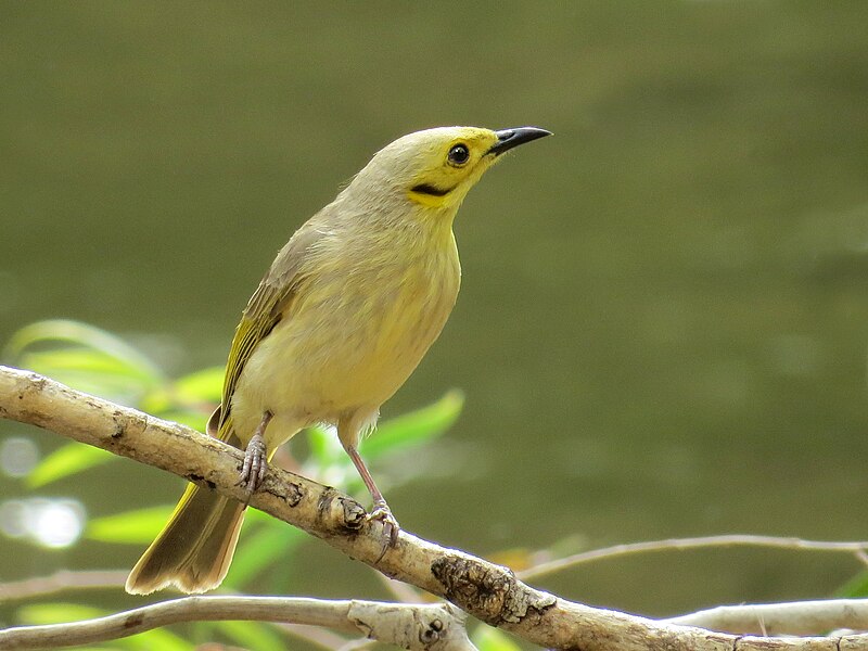 Yellow-tinted Honeyeater (Ptilotula flavescens) photo