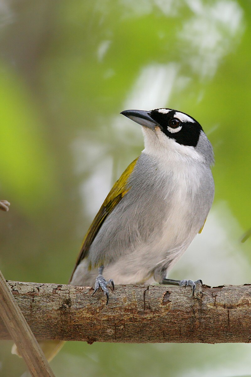 Black-crowned Palm-Tanager (Phaenicophilus palmarum) photo