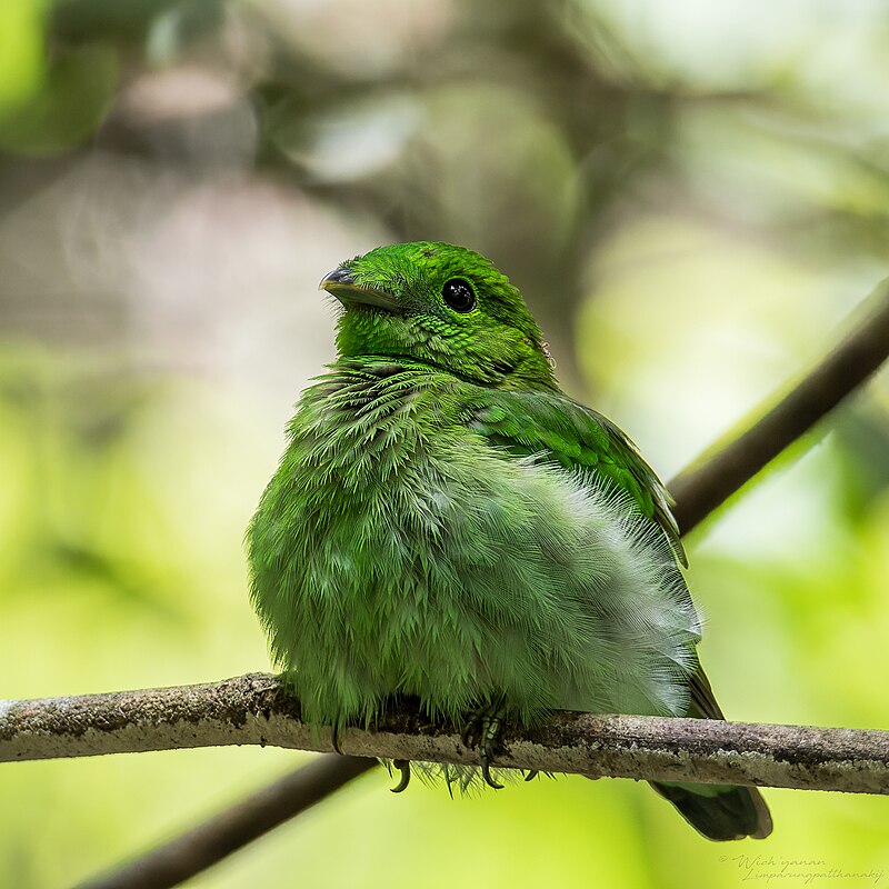 Green Broadbill (Calyptomena viridis) photo