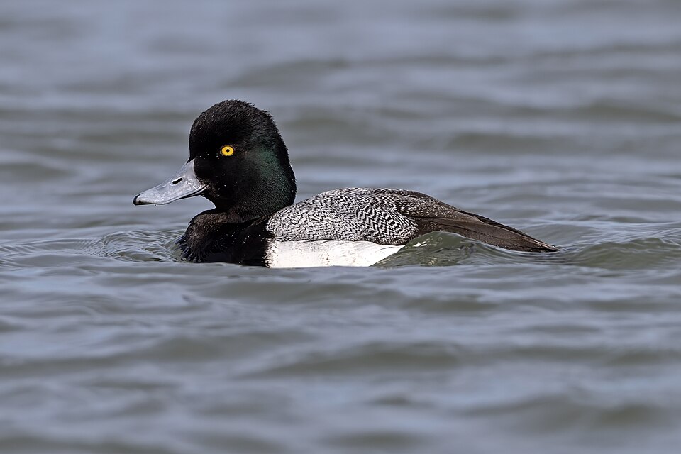 Lesser Scaup (Aythya affinis)
