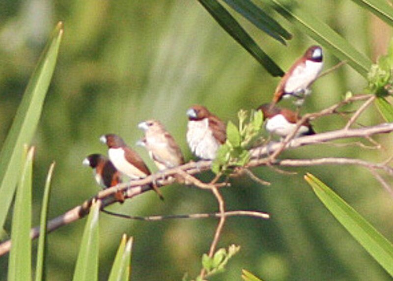 Five-colored Munia (Lonchura quinticolor) photo