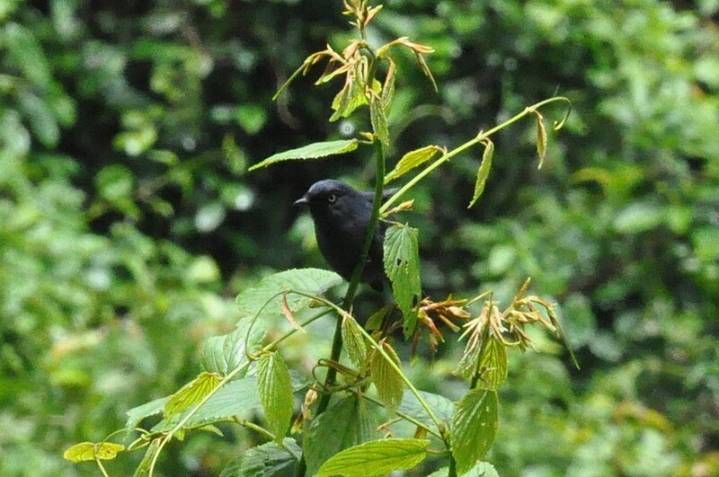 Willard's Sooty Boubou (Laniarius willardi) photo