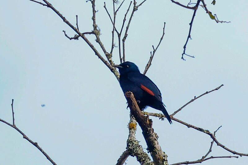 Waller's Starling (Onychognathus walleri) photo