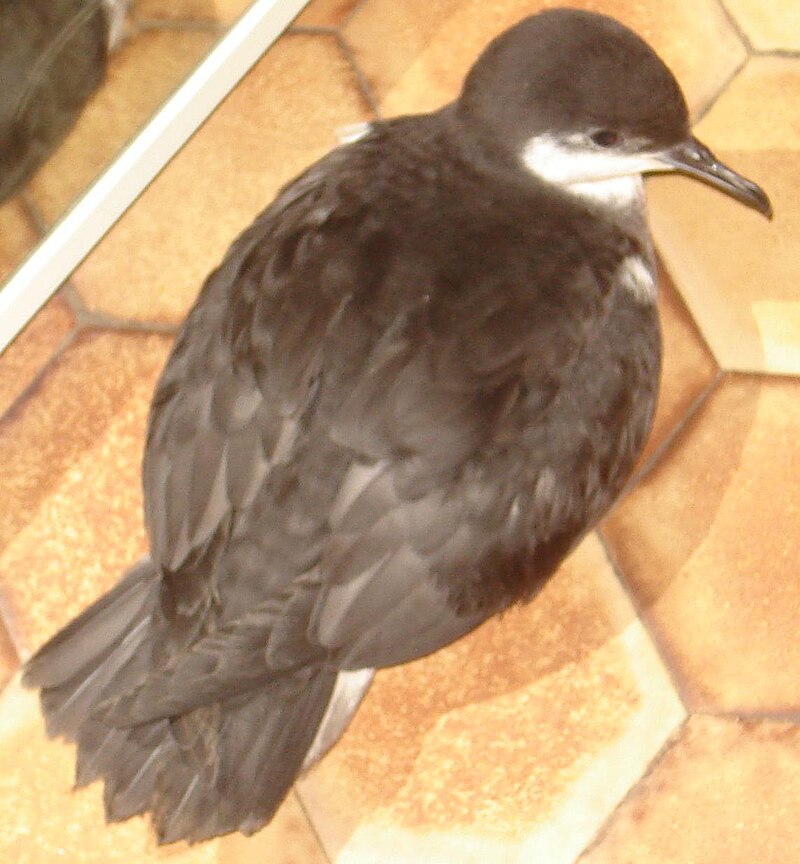 Tropical Shearwater (Puffinus bailloni) photo