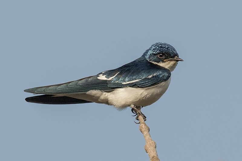 Pied-winged Swallow (Hirundo leucosoma) photo