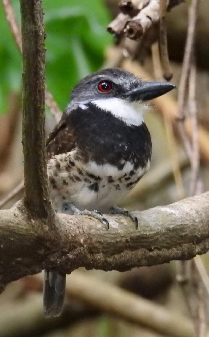 Sooty-capped Puffbird (Bucco noanamae) photo