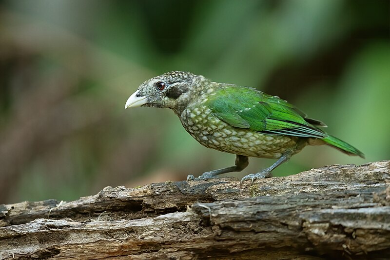 Black-eared Catbird (Ailuroedus melanotis) photo