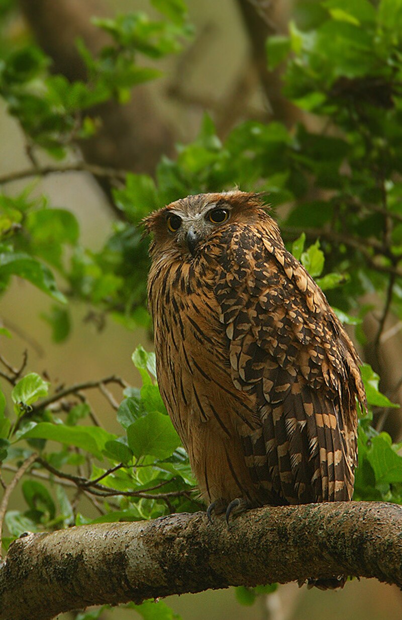 Tawny Fish-Owl (Ketupa flavipes) photo