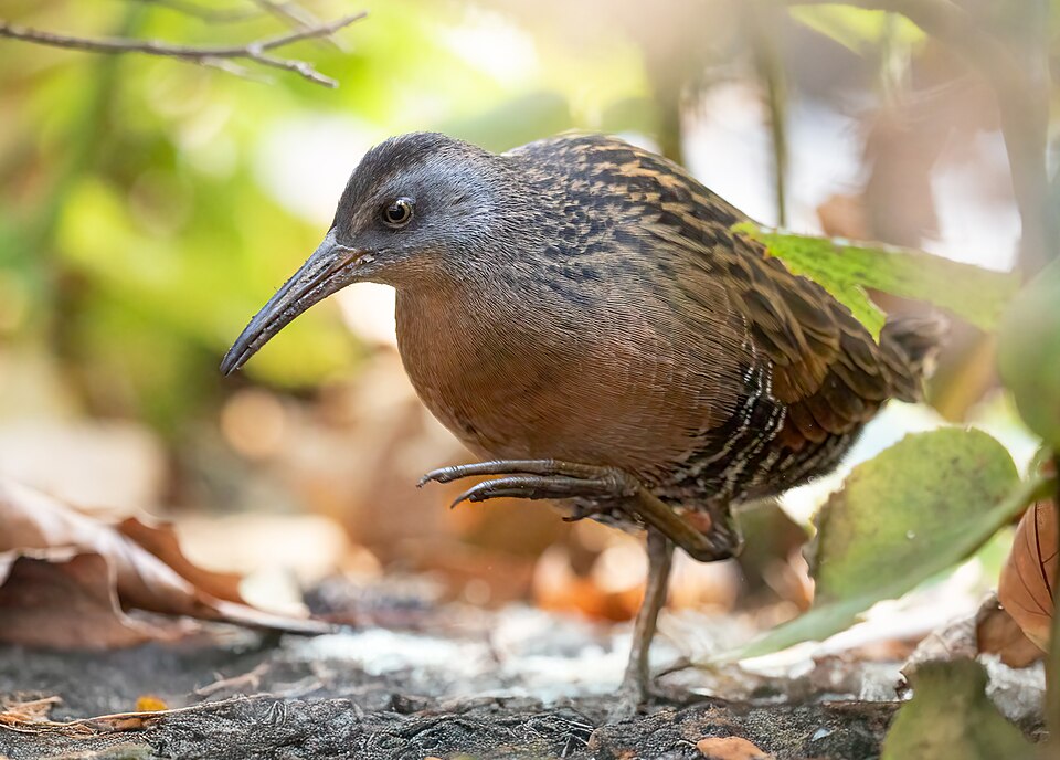 Virginia Rail (Rallus limicola)