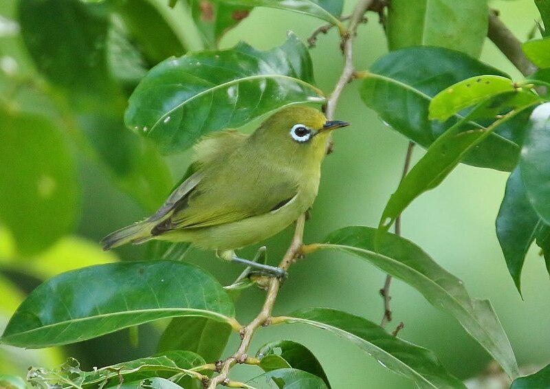 Caroline Islands White-eye (Zosterops semperi) photo