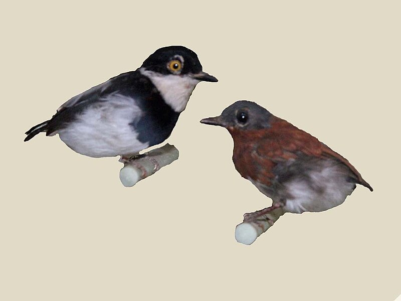 Chestnut Wattle-eye (Dyaphorophyia castanea) photo