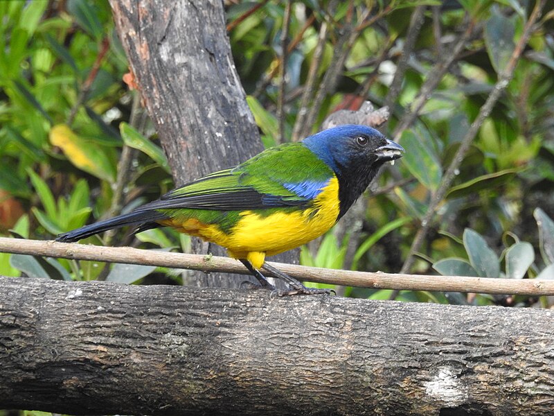 Black-chested Mountain Tanager (Cnemathraupis eximia) photo