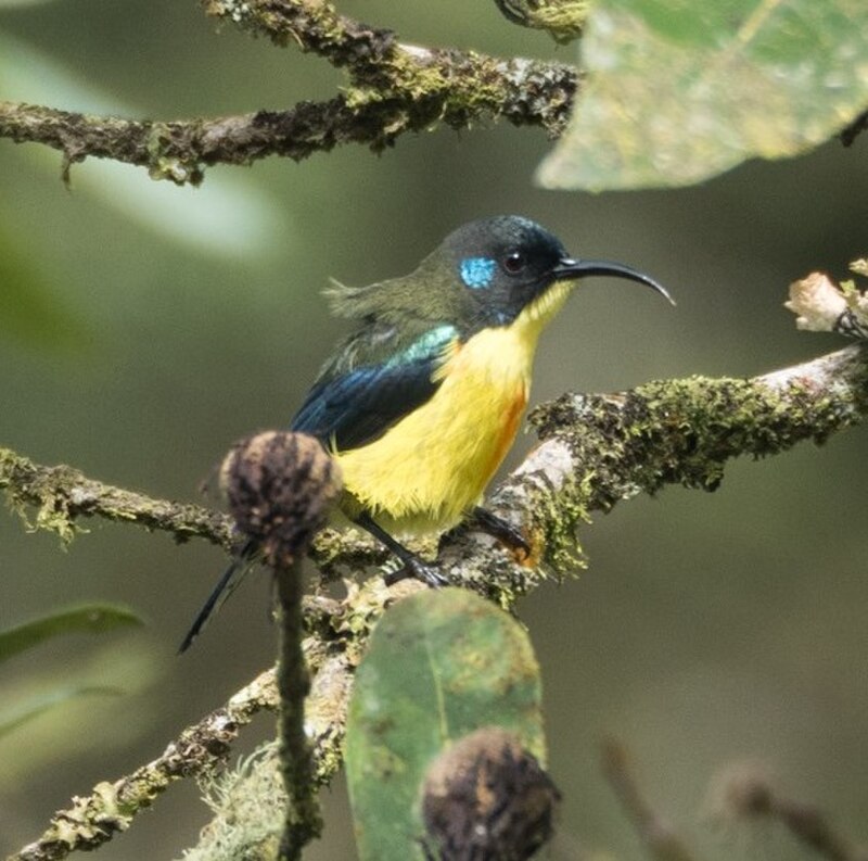 Lina's Sunbird (Aethopyga linaraborae) photo