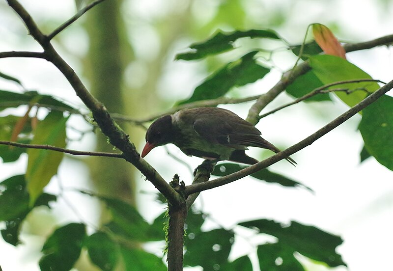 Sao Tome Oriole (Oriolus crassirostris) photo