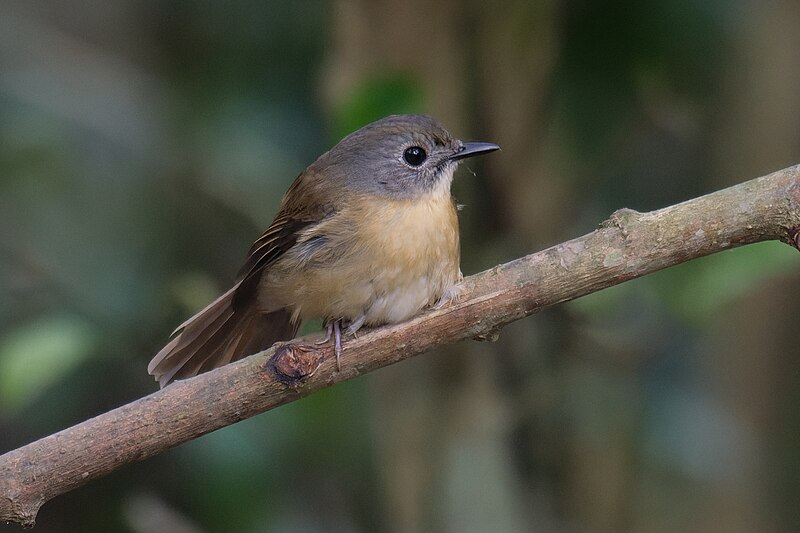 Pale-chinned Flycatcher (Cyornis poliogenys) photo