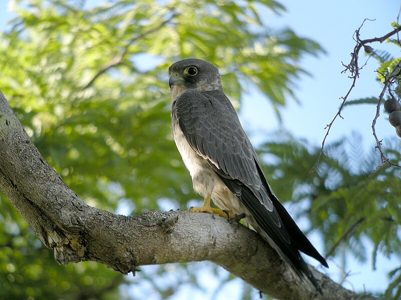 Sooty Falcon (Falco concolor) photo