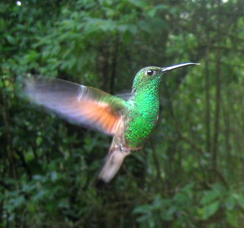 Stripe-tailed Hummingbird (Eupherusa eximia) photo
