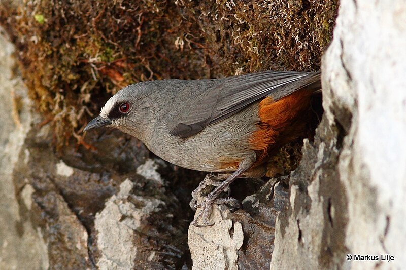 Abyssinian Catbird (Sylvia galinieri) photo