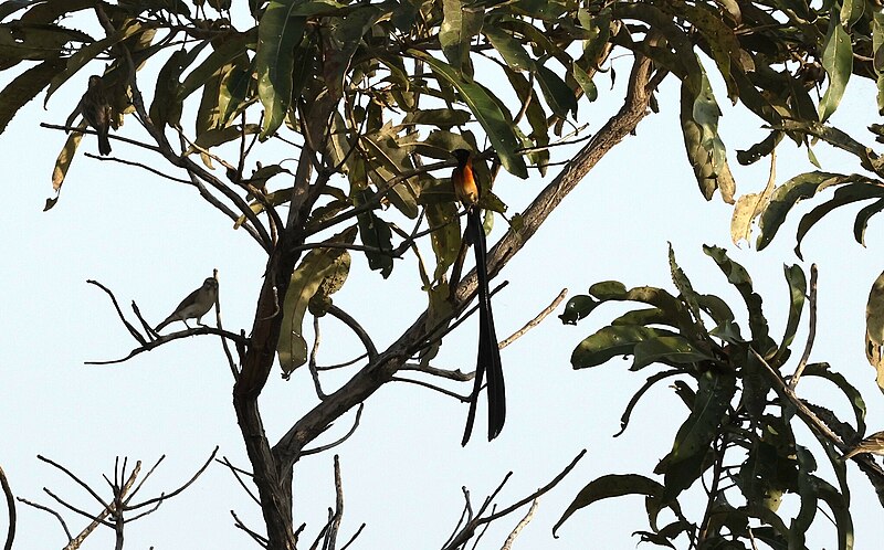 Togo Paradise-Whydah (Vidua togoensis) photo