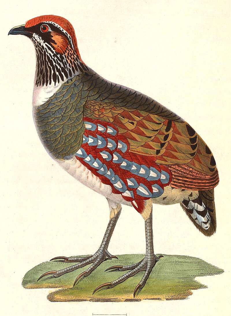 Hill Partridge (Arborophila torqueola) photo