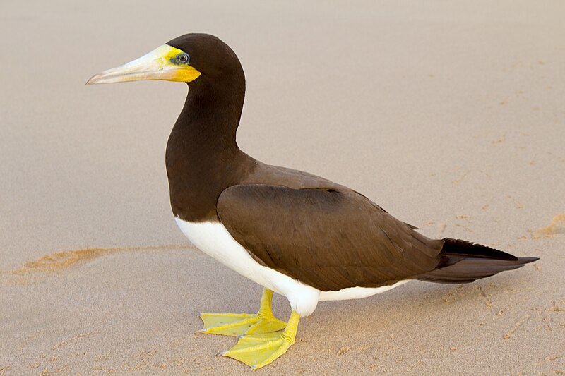 Brown Booby (Sula leucogaster) photo
