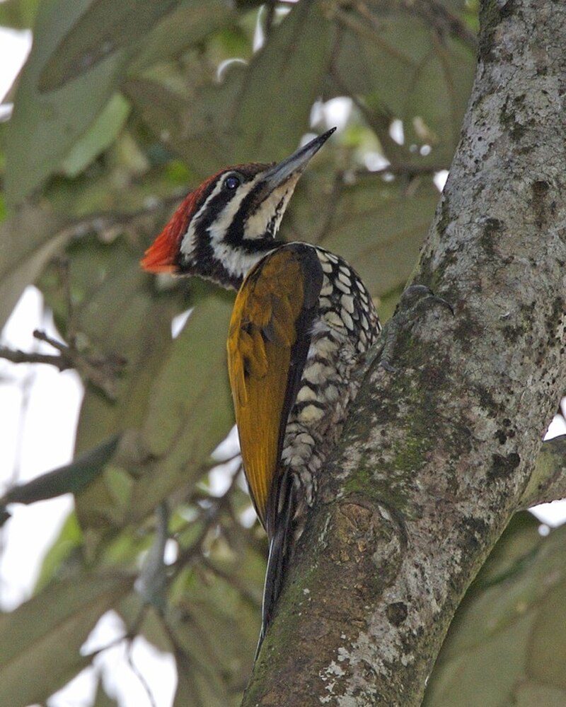 Common Flameback (Dinopium javanense) photo
