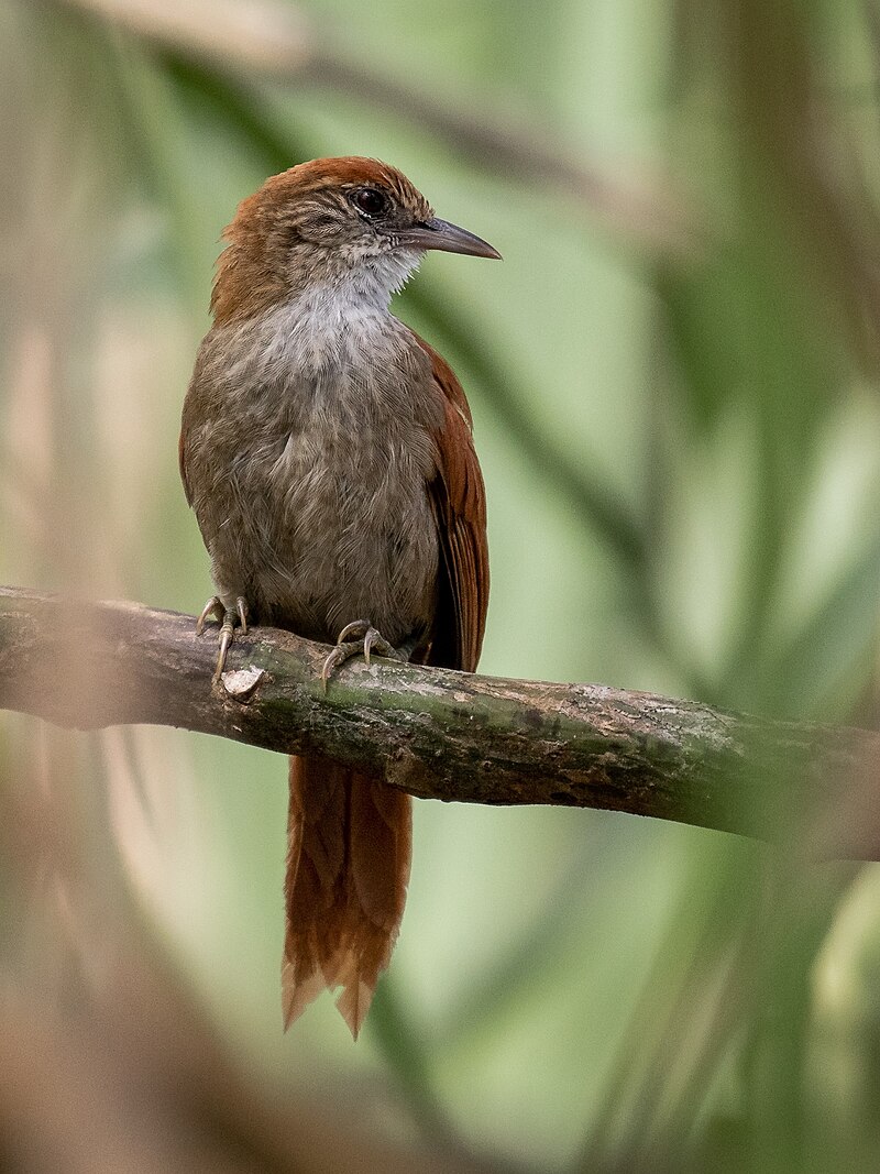 Parker's Spinetail (Cranioleuca vulpecula) photo