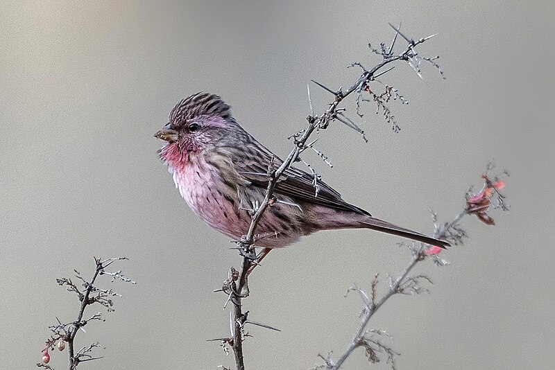 Himalayan Beautiful Rosefinch (Carpodacus pulcherrimus) photo