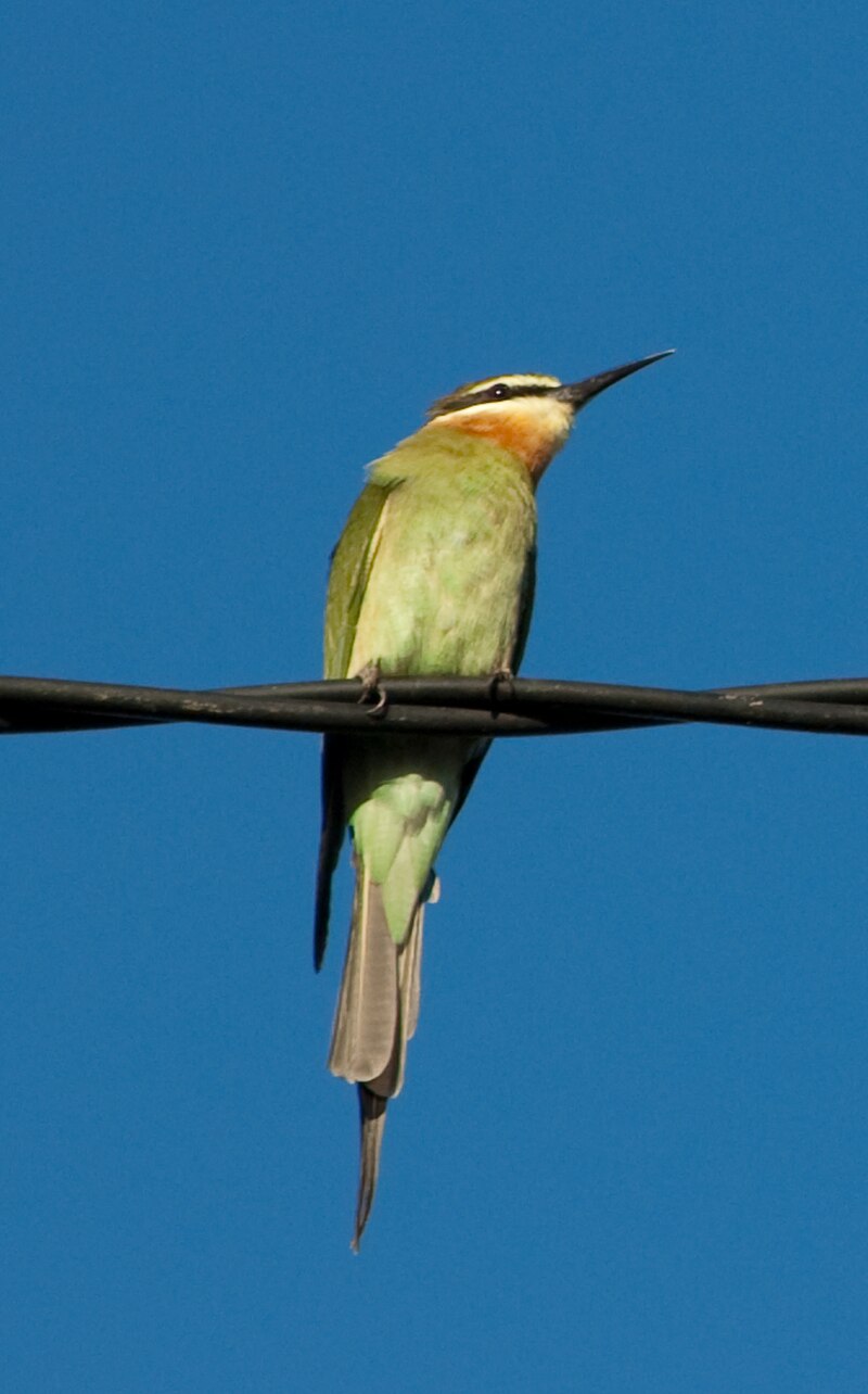 Olive Bee-eater (Merops superciliosus) photo