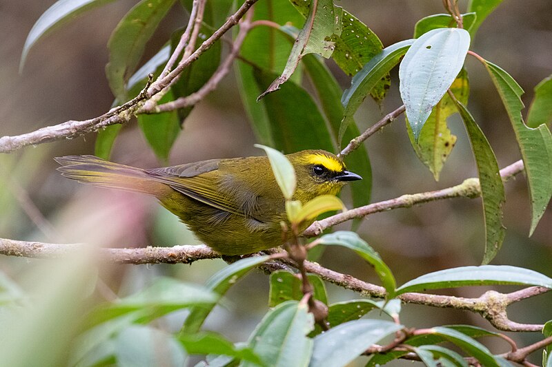 Citrine Warbler (Myiothlypis luteoviridis) photo