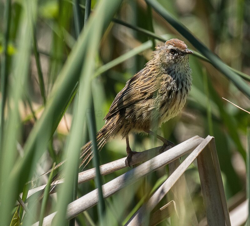 New Zealand Fernbird (Poodytes punctatus) photo