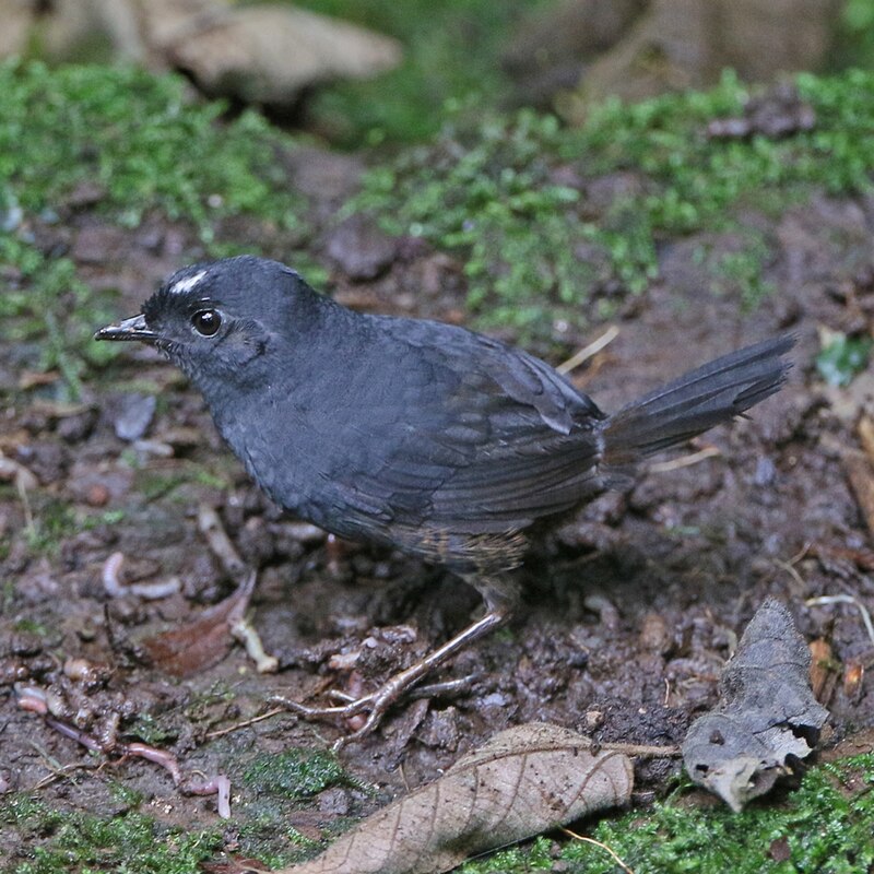White-crowned Tapaculo (Scytalopus atratus) photo