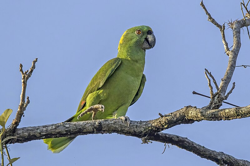 Yellow-naped Amazon (Amazona auropalliata) photo