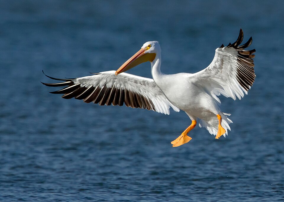 American White Pelican (Pelecanus erythrorhynchos)