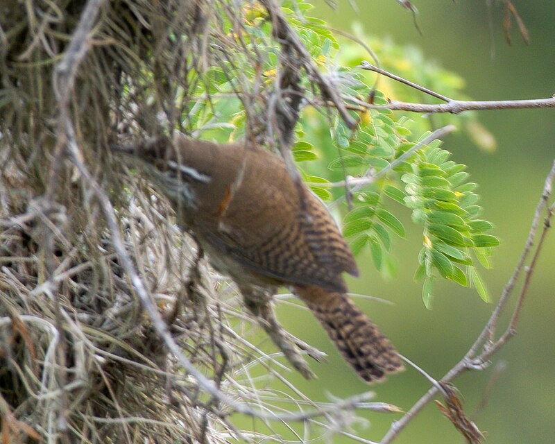 Niceforo's Wren (Thryophilus nicefori) photo