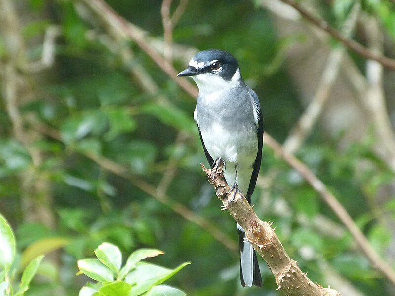 Ryukyu Minivet (Pericrocotus tegimae) photo