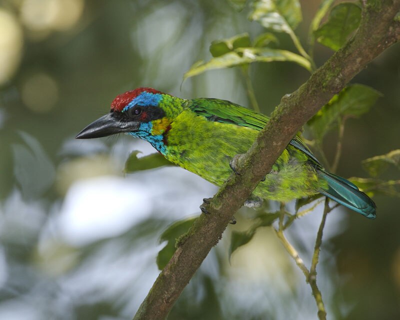 Red-crowned Barbet (Psilopogon rafflesii) photo