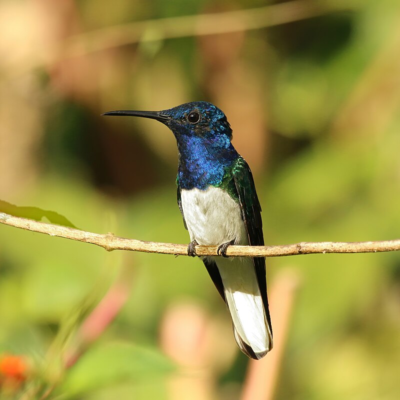 White-necked Jacobin (Florisuga mellivora) photo