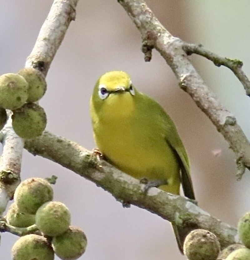 Angola White-eye (Zosterops kasaicus) photo