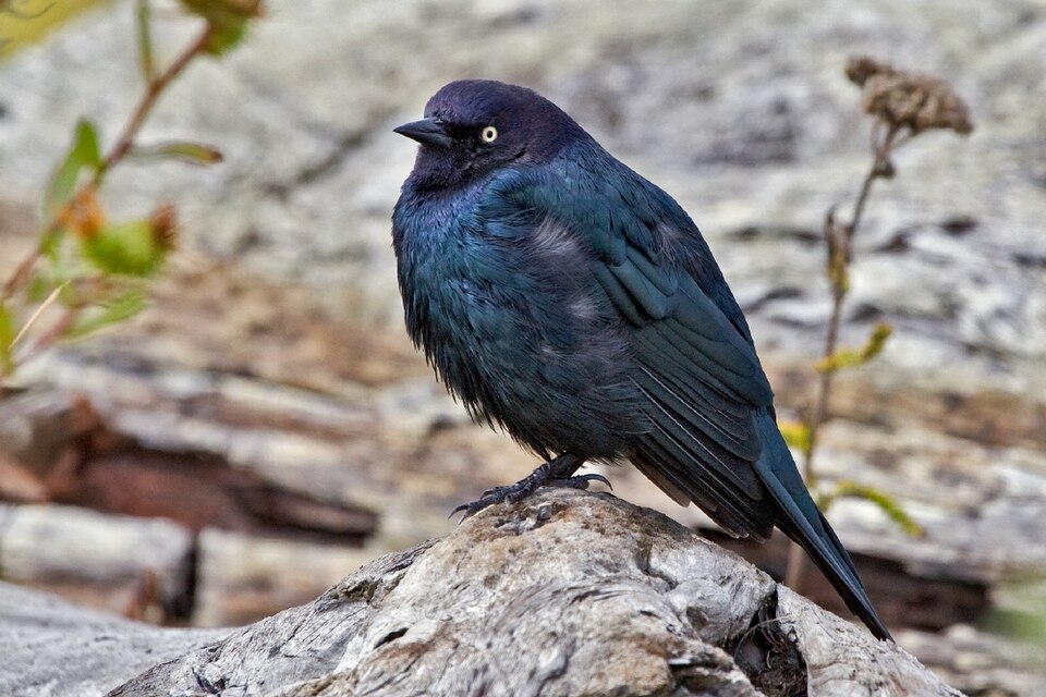 Brewer's Blackbird (Euphagus cyanocephalus)